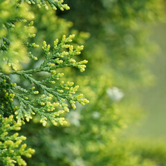 green juniper tree leaves in srpingtime