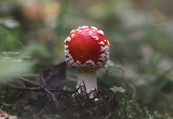 Wall Mural - Amanita muscaria, fly agaric in the forest