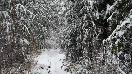 Fototapete - Snowy autumn forest in the Nizhny Novgorod region