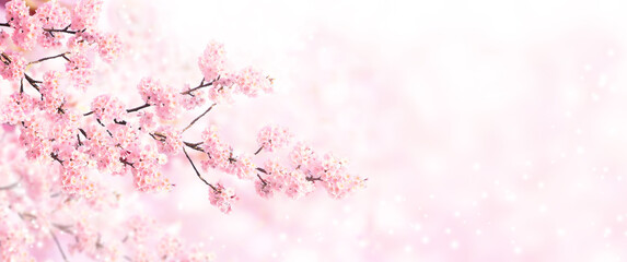 Poster - Horizontal banner with sakura flowers of pink color on sunny backdrop. Beautiful nature spring background with a branch of blooming sakura