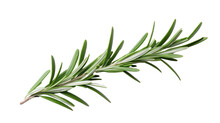 A Rosemary Leaf On The White Background