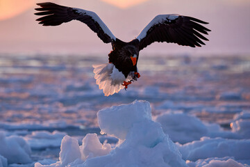 Wall Mural - Arctic sunset. Winter sunrise with eagle. Steller's sea eagle, Haliaeetus pelagicus, morning twilight, Hokkaido, Japan. Eagle floating in sea on ice. Wildlife behavior, nature.