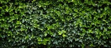 Green Garden Wall Texture