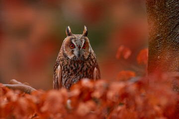 Wall Mural - Autumn nature. Owl in orange forest, yellow leaves. Long-eared Owl with orange oak leaves during autumn. Wildlife scene from nature, Poland, Europe.