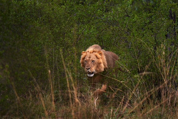 Wall Mural - Lion hidden in the green vegetation. Forest African lion in the nature habitat, green trees, Okavango delta, Botswana in Africa.