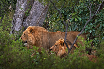 Wall Mural - Forest African lion in the nature habitat, green trees, Okavango delta, Botswana in Africa. Two lion in ther green vegetation.