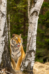 Wall Mural - Siberian tiger (female, Panthera tigris altaica) in beautiful habitat. Amur tiger in the beige grass in a birch forest. Wildlife Russia with danger animal.