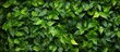 Leafy green wall Textured backdrop