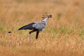 Wall Mural - Secretary Bird, Sagittarius serpentarius, grey bird of prey with orange face, Okavango, Botswana in Africa. Wildlife scene from nature. Beautiful animal with grey crest on the head, golden grass.