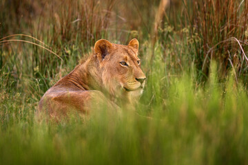 Wall Mural - Big cat in Africa, green grass. Young male of Okavango lion, Botswana widlife.