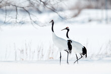 Pair Of Red-crowned Crane, Grus Japonensis, Walking In The Snow, Hokkaido, Japan. Beautiful Bird In The Nature Habitat. Wildlife Scene From Nature. Crane With Snow In The Cold Forest. Animal Behaviour