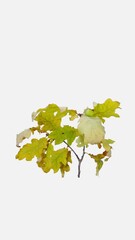 Wall Mural - Time lapse of drying yellow Oak tree (Quercus) leaves isolated on white background, vertical orientation