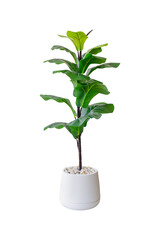 fiddle leaf fig or ficus lyrata isolated on background, pot plant