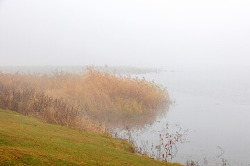 Wall Mural - A wetland park shrouded in fog