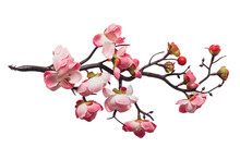 Branch With Cherry Pink Flower Isolated On White Or Transparent Background.  