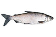Whitefish (Coregonus lavaretus) isolated on white background. Crude lake fish. Lake Whitefish.