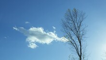 Lonely Tree With Fallen Leaves Sways In Wind Against Background Of Blue Sky With Clouds.