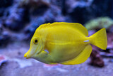 Fototapeta Psy - Yellow Tang Zebrasoma Flavescens Fish