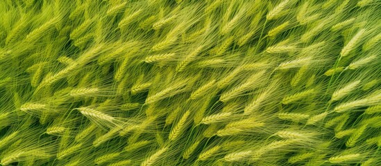 Wall Mural - Golden yellow European wheat field Aerial view no humans