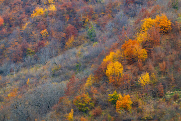 Wall Mural - Colorful autumn trees on a mountainside