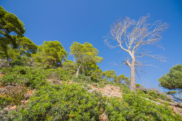  Mediterranean landscape, seascape with pine trees near Costa de los pinos, Cala Millor, Mallorca island, Spain