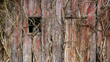 Background Texture Of A Weathered Old Red Barn Wall Covered With Vines