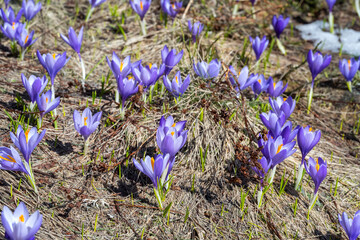 Wall Mural - Close-up of beautiful purple crocuses covering a spring meadow in the Rhodopes, Bulgaria