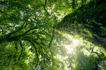 Wall Mural - looking up view of tree trunk to green leaves of tree in forest with sun light. fresh environment in