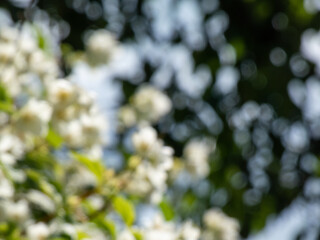 Wall Mural - Green, black and floral bokeh effect and purposely blurred view of sunlight throught vegetation. Green, black and white blurry background with bokeh