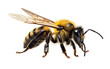 Black Mining Bee Species on transparent background