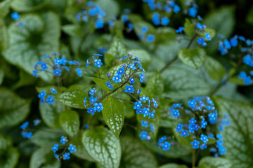 Wall Mural - Brunnera macrophylla. Large green leaves and inflorescences with small blue flowers have formed continuous thickets. High quality photo