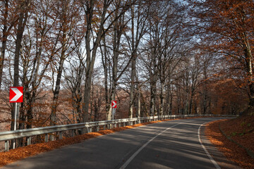 Wall Mural - Road through the autumn forest