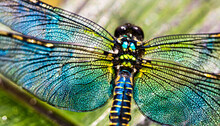 Dragonfly Ombre Vivid Colored Wing Closeup Macro Of The Insect In Nature