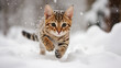 © eleonora_os - Generative AI. A beautiful cat running outside in the snow