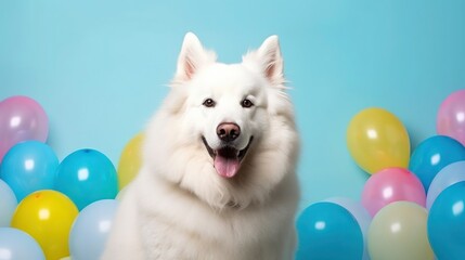 Wall Mural - Dog birthday celebration with dogs and birthday hat