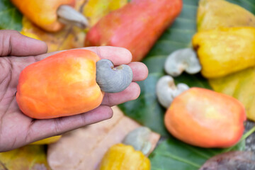 Wall Mural - Bunch of ripe and raw cashew apple hanging on cashew tree branch, soft and selective focus.