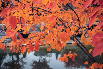 autumnal red tree near water concept photo. idyllic scene, fall season