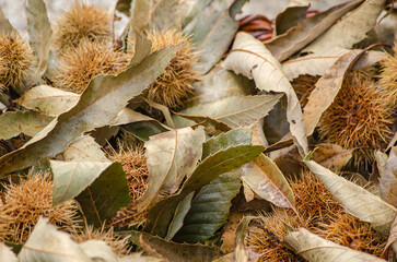 Wall Mural - dried chestnut hedgehogs and leaves background, fall texture
