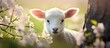 Adorable spring portrait of a farm animal sheep