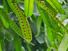 Green Sword Fern Leaf Orange Spots Macro
