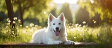 White Dog Rests At Sunny Park