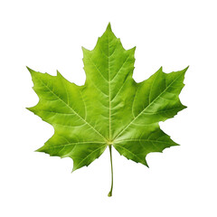 green maple leaf.