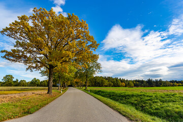 Wall Mural - The road in the autumn forest.