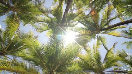 Coconut tree bright sunlight. palm beach. Travel summer nature vacation concept.