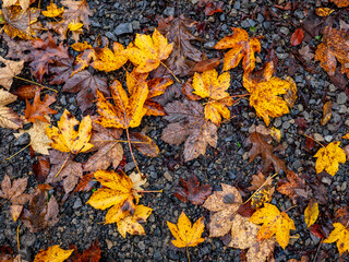 Canvas Print - Herbstlaub