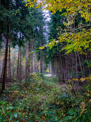 Canvas Print - Waldweg im herbstlichen Wald