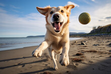 Happy Adorable Dog Playing Fetch On Sand Beach