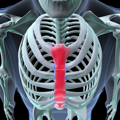 Wall Mural - male skeleton ribs,sacrum,lumbar vertebrae,scapula and sternum anatomy. 3d illustration