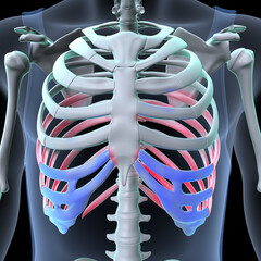 Wall Mural - male skeleton ribs,sacrum,lumbar vertebrae,scapula and sternum anatomy. 3d illustration