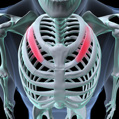 Wall Mural - male skeleton ribs,sacrum,lumbar vertebrae,scapula and sternum anatomy. 3d illustration